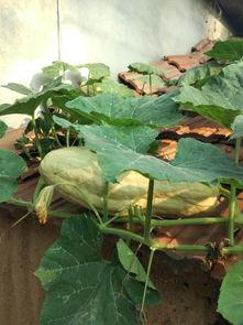 小瓜洋芋免费吃吗有毒吗,安全无毒揭秘  第2张